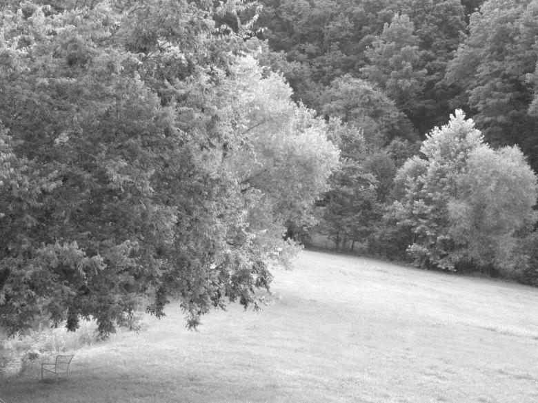 Free stock image of Seat Under Tree Black & White created by Katie Hildreth