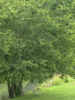 Seat Under Tree - Free Stock Photo