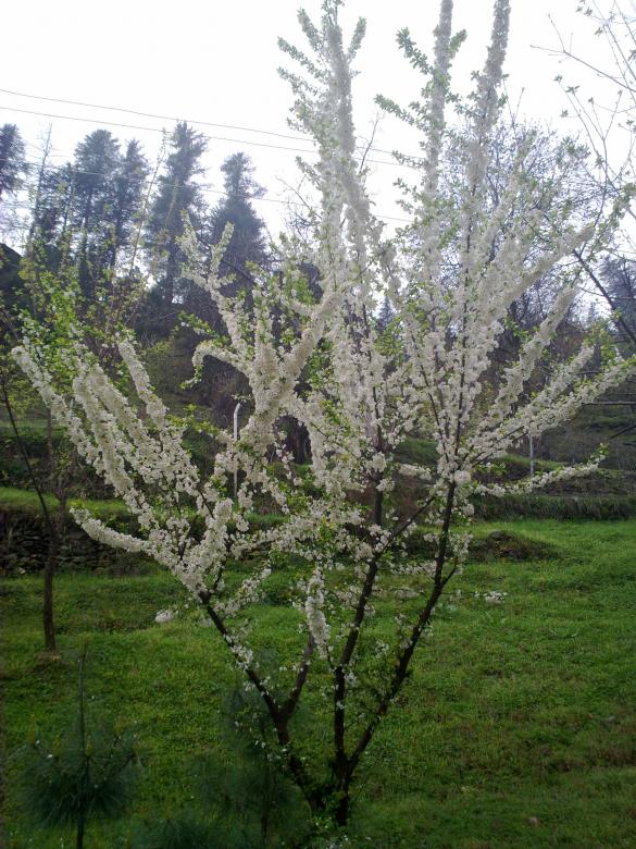 Free stock image of Ice tree created by Ahsan Ali