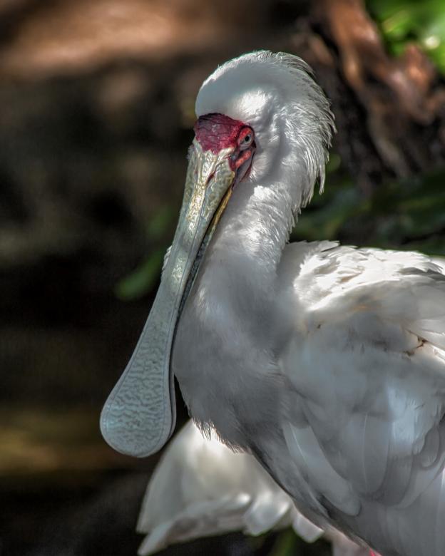Free stock image of African Spoonbill created by Geoffrey Whiteway