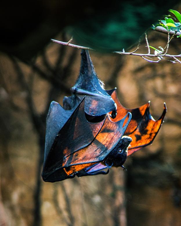 Free stock image of Bat created by Geoffrey Whiteway