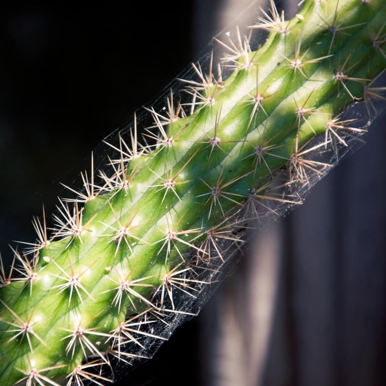 Free stock image of Cactus Plant created by Luka