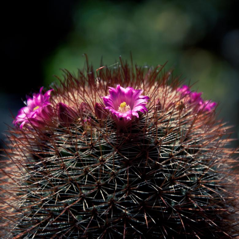 Free stock image of Flowering cactus created by Luka