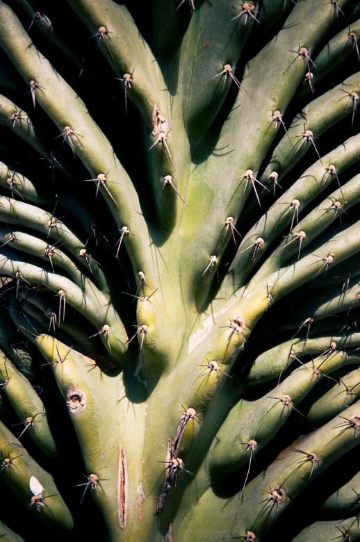 Free stock image of Cactus Plant created by Luka