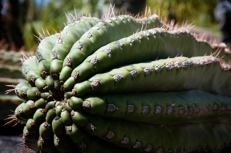 Free stock image of Cactus Plant created by Luka
