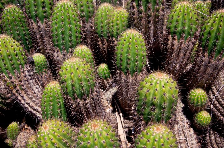 Free stock image of Cactus Plants created by Luka
