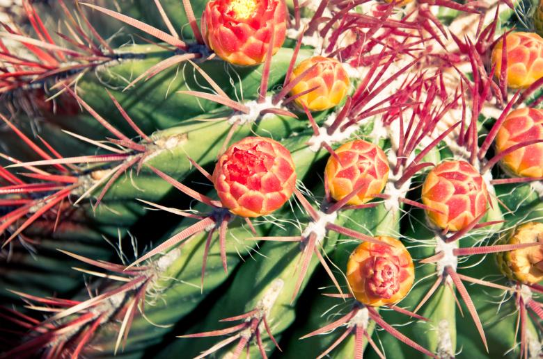 Free stock image of flower cactus plant created by Luka