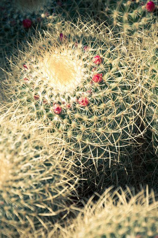 Free stock image of Multicolored cactus with spikes created by Luka