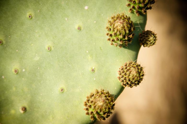 Free stock image of Opuntia cactus plant created by Luka