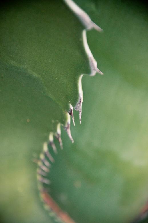 Free stock image of Closeup on Agave Americana leaf created by Luka