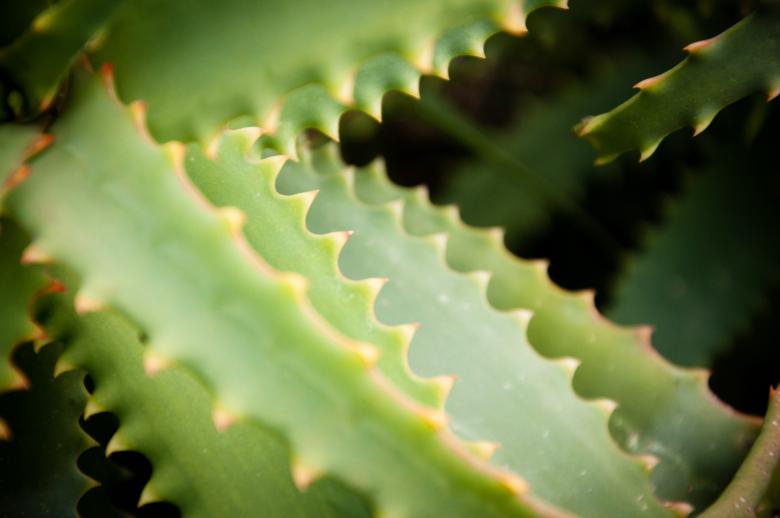 Free stock image of Agave cactus leaves created by Luka