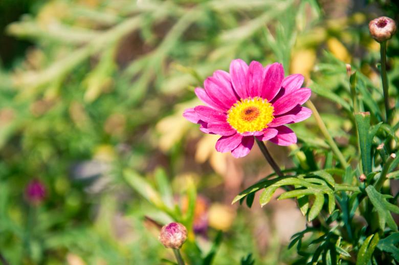 Free stock image of Pink Chamomile created by Luka