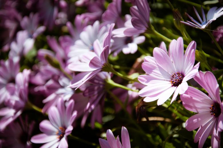 Free stock image of Purple flowers created by Luka