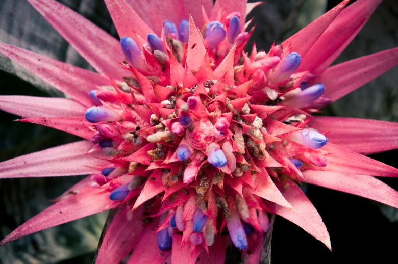 Free stock image of Pink flower created by Luka