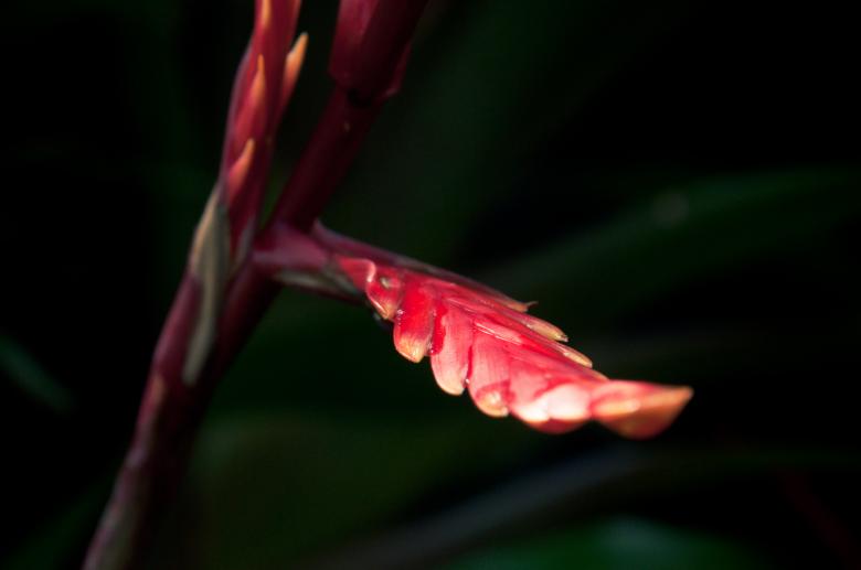 Free stock image of Flowers on black background created by Luka