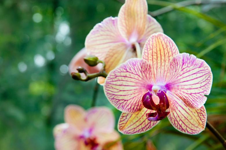 Free stock image of Beautiful Orchids created by Luka