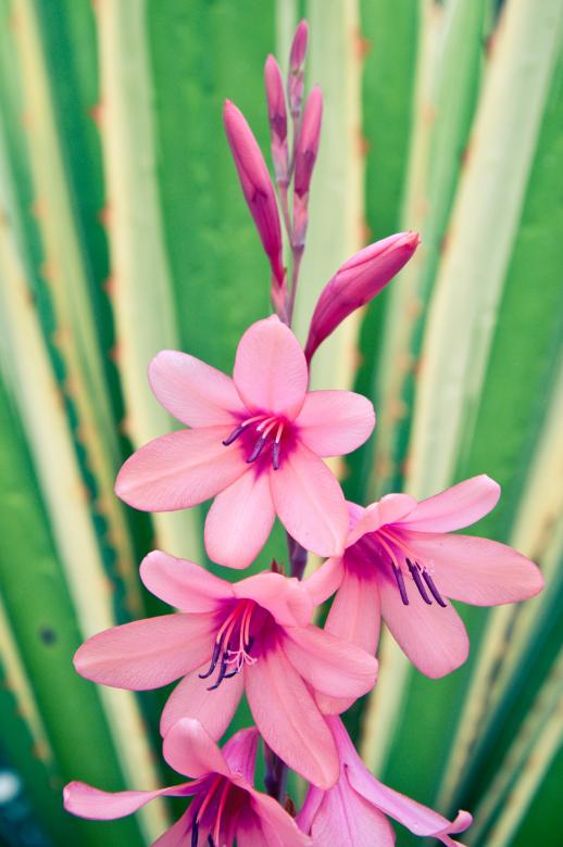 Free stock image of Pink flowers created by Luka