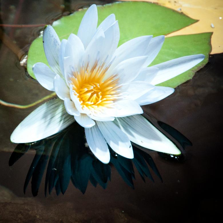 Free stock image of White lily floating created by Luka