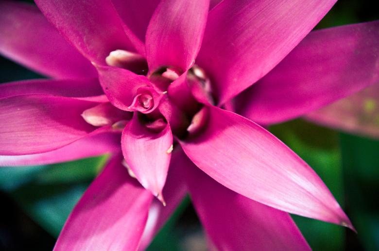 Free stock image of Pink flower created by Luka