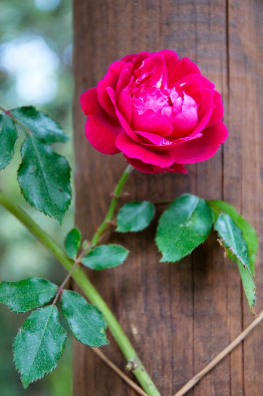 Free stock image of Rose created by Luka
