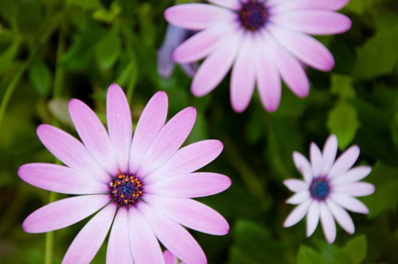 Free stock image of Purple flowers created by Luka