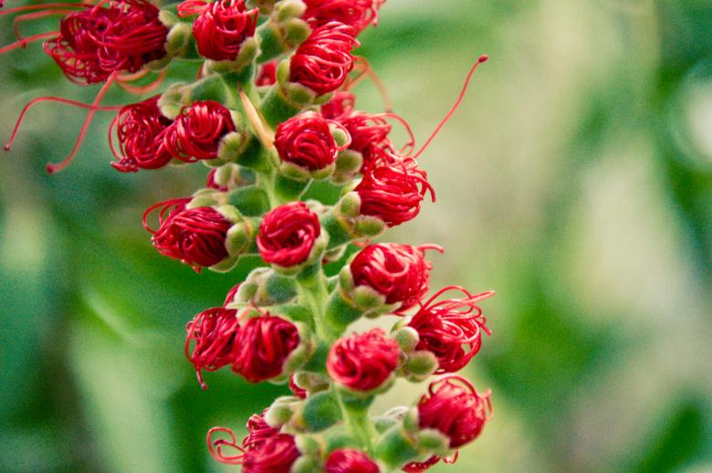 Free stock image of Little red flowers created by Luka