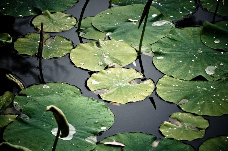 Free stock image of Waterlily pond created by Luka