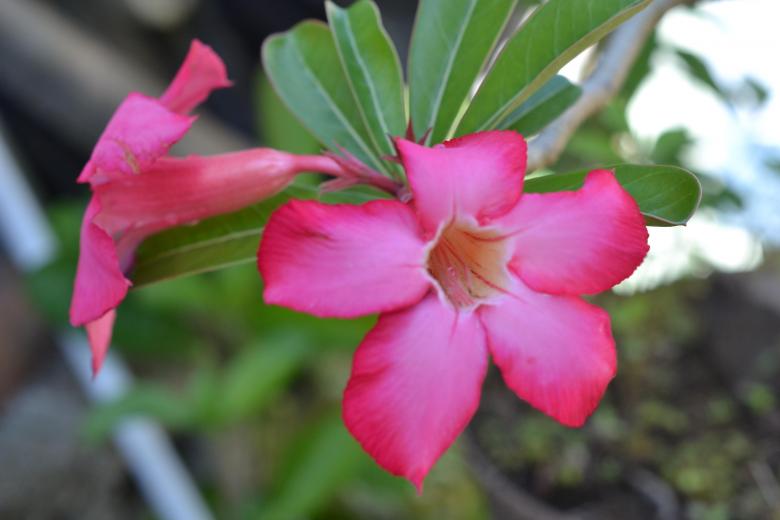 Free stock image of Pink Petal Flowers created by Ryan Jhoe
