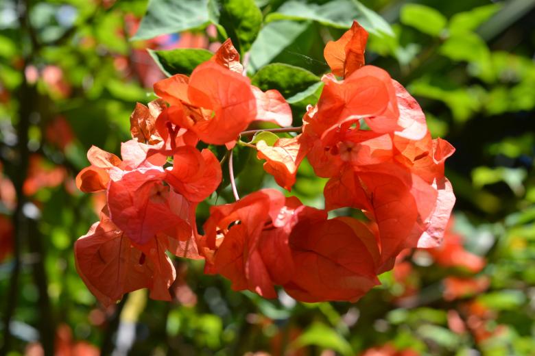 Free stock image of Orange bougenville created by Ryan Jhoe