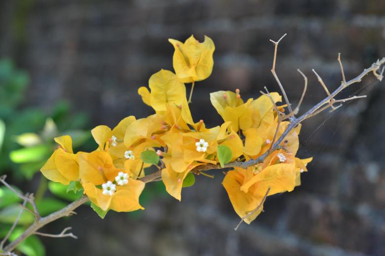 Free stock image of Yellow Bougenville created by Ryan Jhoe