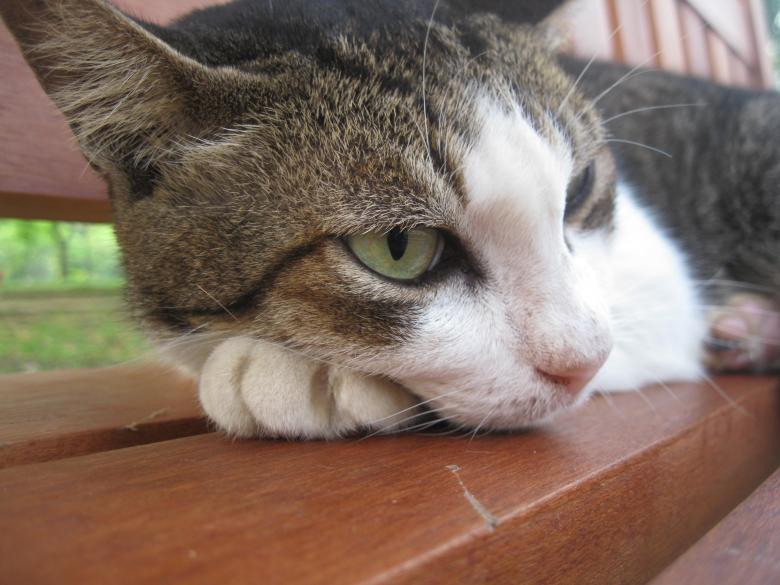 Free stock image of Cat at Punggol Park created by Michiru Maeda