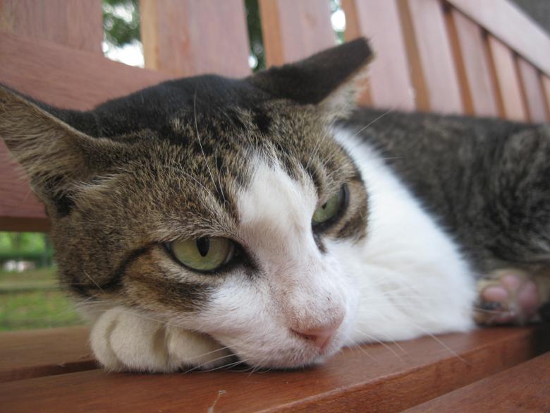 Free stock image of Cat at Punggol Park created by Michiru Maeda