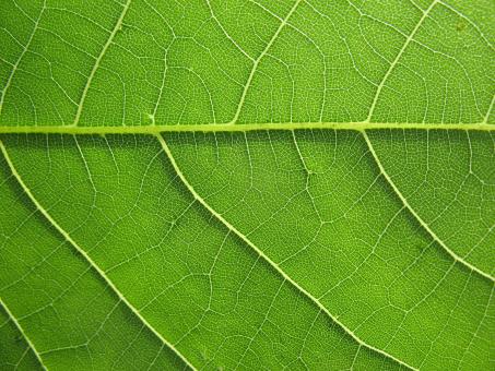 Green Leaf Texture - Free Stock Photo