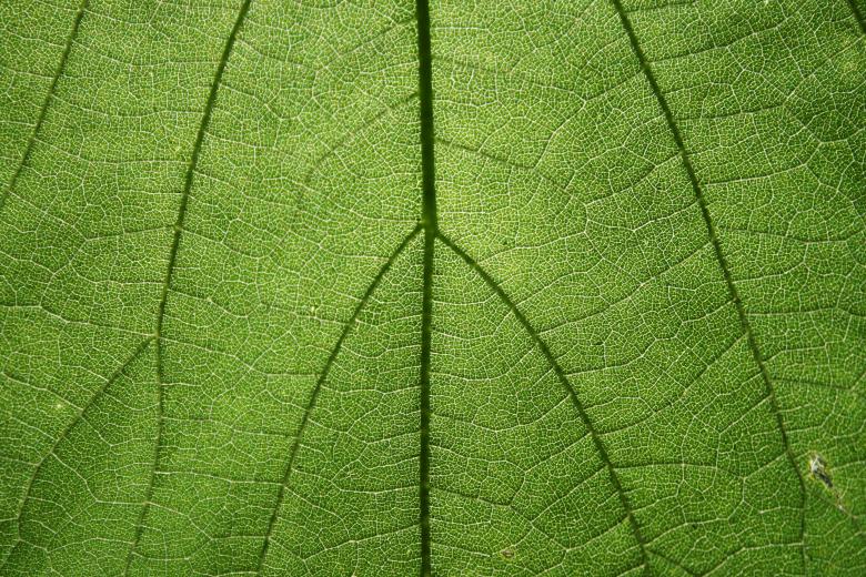 Free stock image of Green Leaf Texture created by Free Texture Friday