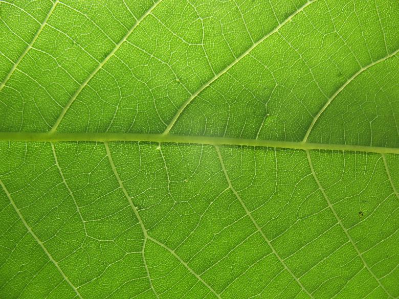 Free stock image of Green Leaf Texture created by Free Texture Friday