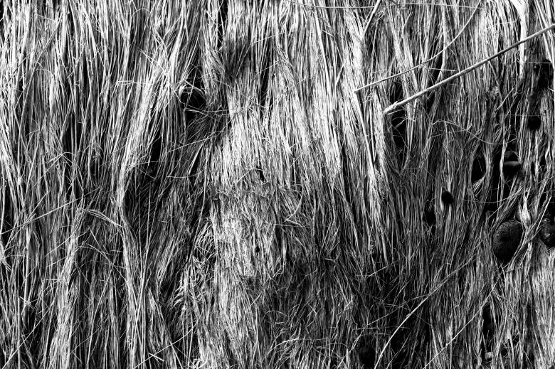 Free stock image of Fallen Straws Texture created by Free Texture Friday