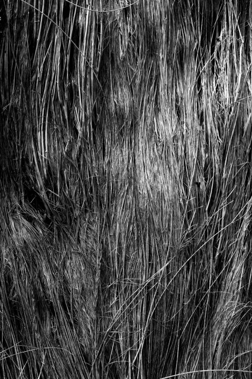Free stock image of Fallen Straws Texture created by Free Texture Friday