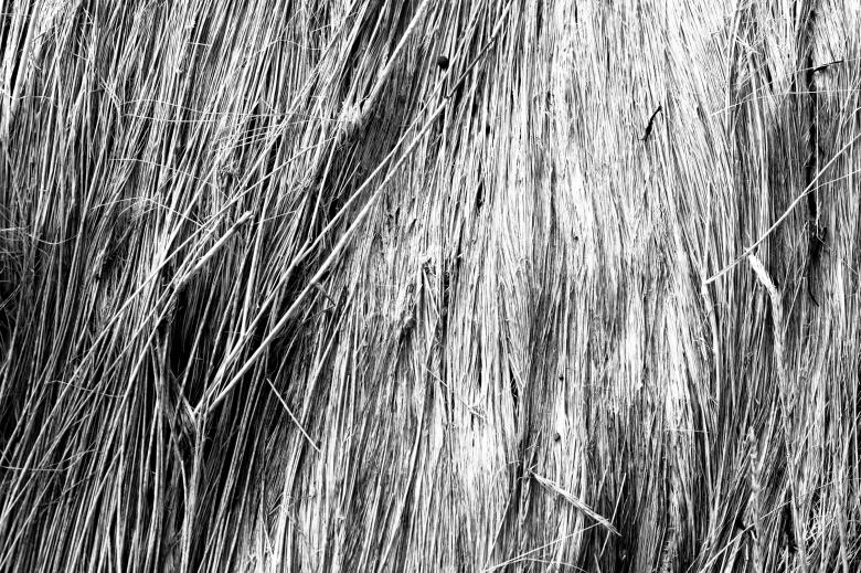 Free stock image of Fallen Straws Texture created by Free Texture Friday