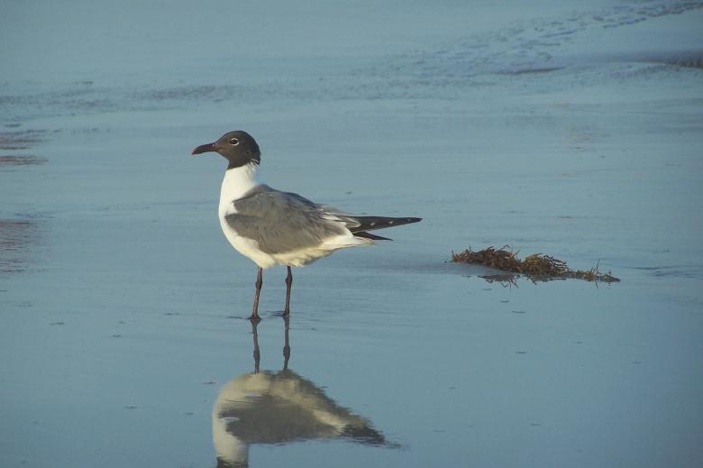 Free stock image of Seagull reflection created by delicopsch56