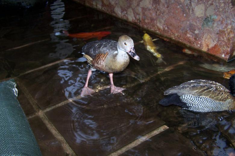 Free stock image of Duckling created by delicopsch56