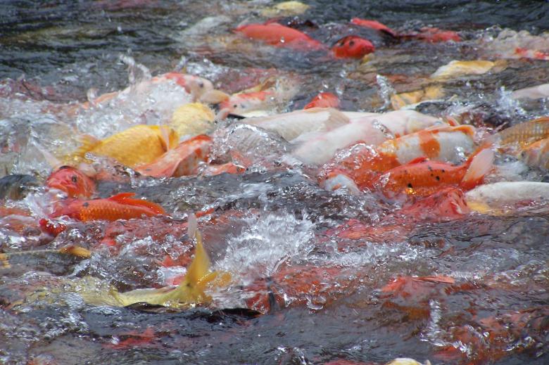 Free stock image of Koi frenzy created by delicopsch56