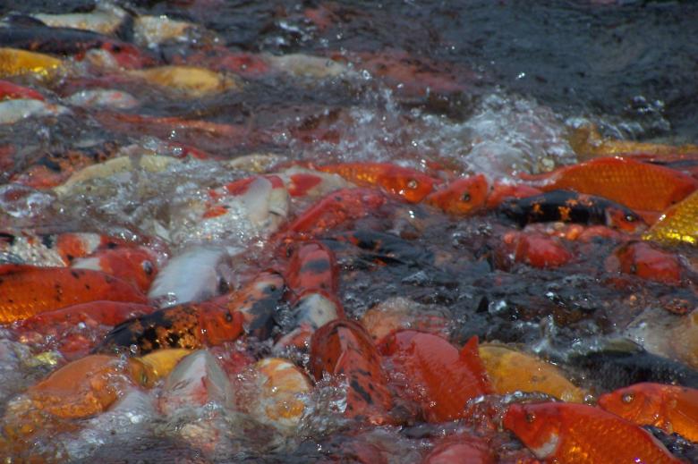 Free stock image of Koi Carp Feeding created by delicopsch56