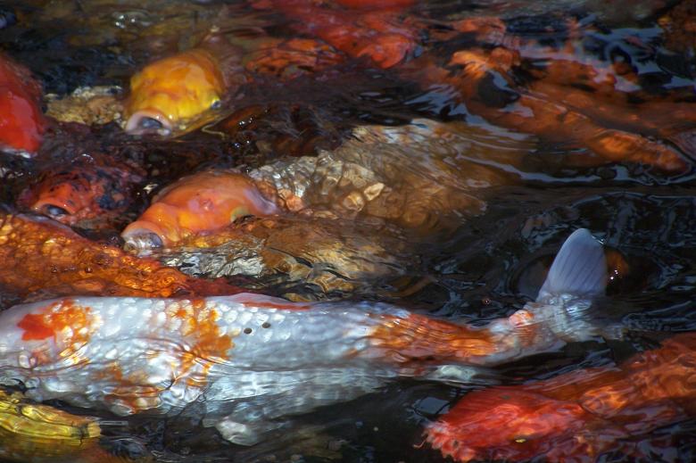 Free stock image of Koi Carp created by delicopsch56