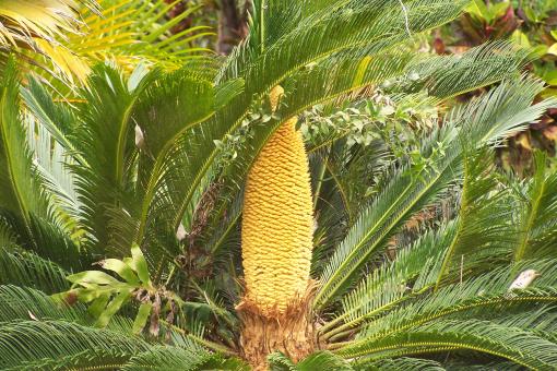 Palm Bush - Free Stock Photo