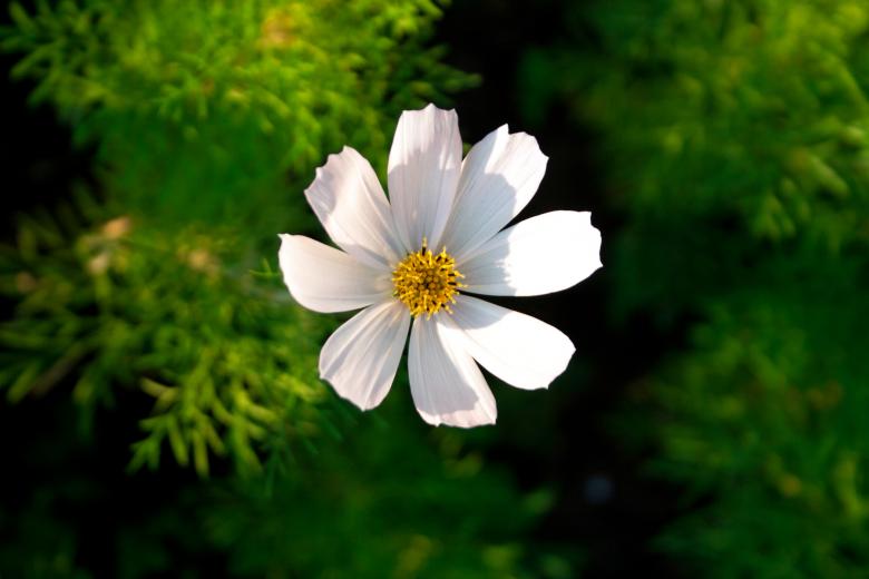Free stock image of White Flower created by 2happy