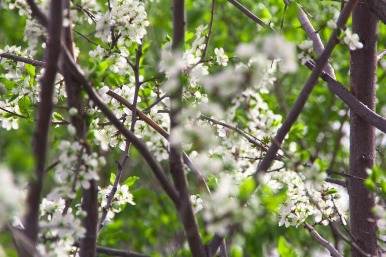 Free stock image of flowers created by 2happy