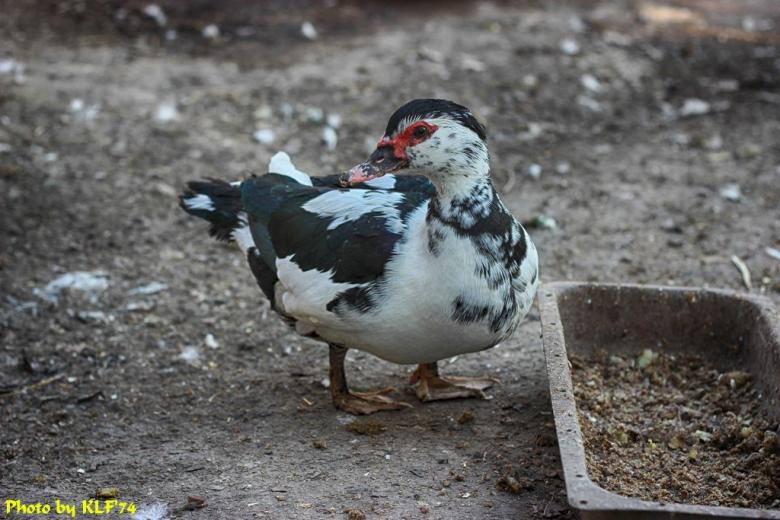 Free stock image of Muscovy duck created by Sergey