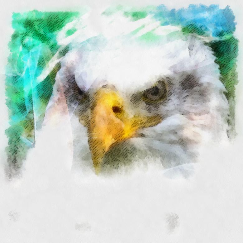 Free stock image of Bald Eagle created by Prawny