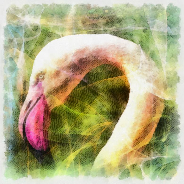 Free stock image of Pink Flamingo created by Prawny