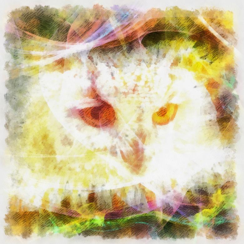 Free stock image of Owl Illustration created by Prawny